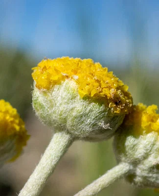 Photo of Artemisia potentilloides taken at North Black Rock Range Wilderness
