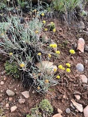 Photo of Eriogonum brevicaule taken at Sweetwater Canyon Wilderness Study Area