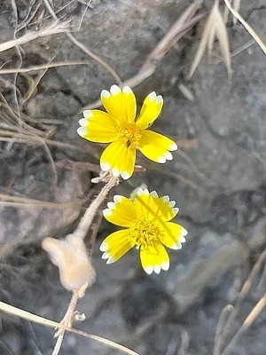 Photo of Layia platyglossa taken at Pulgas Ridge Open Space Preserve