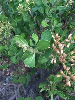 Photo of Indian Fleabane (Pluchea indica) taken at Keālia Pond National Wildlife Refuge