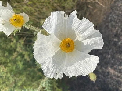 Photo of Argemone pleiacantha taken at Watson Wood Preserve