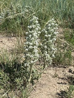 Photo of Oreocarya thyrsiflora taken at Red Mountain Open Space
