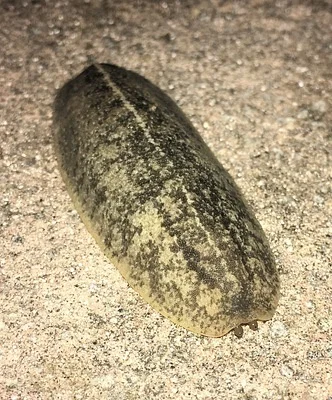Photo of Florida Leatherleaf (Leidyula floridana) taken at Margate