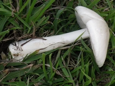 Photo of Volvopluteus gloiocephalus taken at Mare Island Shoreline Heritage Preserve