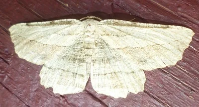 Photo of Common Lytrosis (Lytrosis unitaria) taken at Lost Nation State Forest
