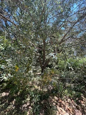 Photo of Quercus engelmannii taken at Santa Rosa Plateau Ecological Reserve