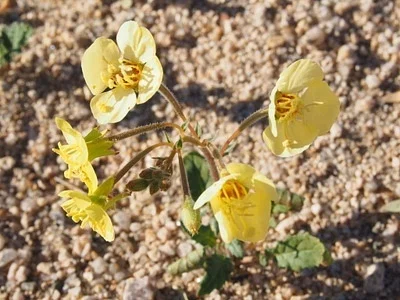 Photo of Browneyes (Chylismia claviformis) taken at Dove Springs Ohv Area
