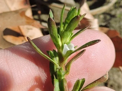 Photo of Neckweed (Veronica peregrina) taken at Carrollton