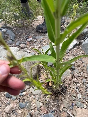 Photo of Penstemon virgatus taken at Huerfano County