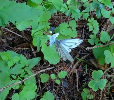 Photo of Margined White (Pieris marginalis) taken at Steamboat Lake State Park