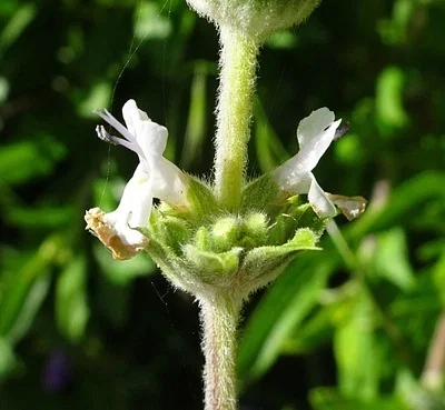 Photo of Black Sage (Salvia mellifera) taken at Placentia