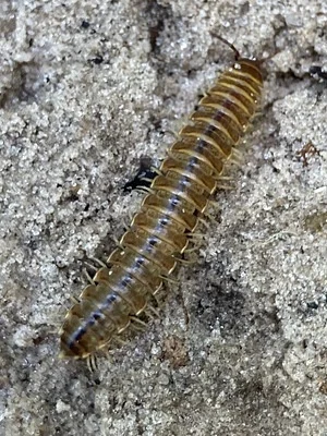Photo of Pleuroloma cala taken at Spring Hammock Preserve