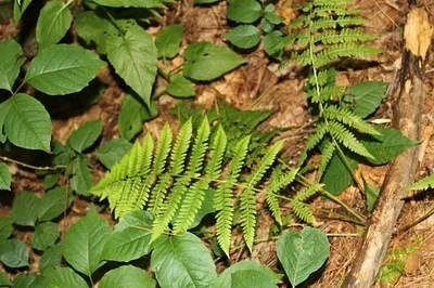 Photo of Bog Fern (Coryphopteris simulata) taken at Monroe County Forest