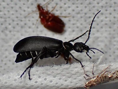 Photo of Epicauta segmenta taken at Balmorhea State Park