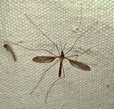 Photo of Angarotipula illustris taken at Gilbert-baker State Wildlife Management Area