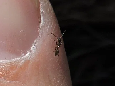 Photo of Argentine Ant (Linepithema humile) taken at Turlock