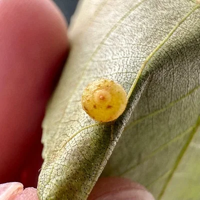 Photo of Caryomyia tuberidolium taken at Skunk Run Preserve