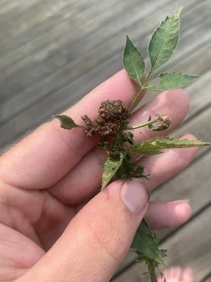 Photo of Asphondylia ovata taken at Big Spring Township