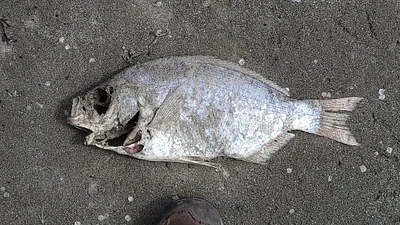 Photo of Amphistichus rhodoterus taken at Barview Jetty County Park