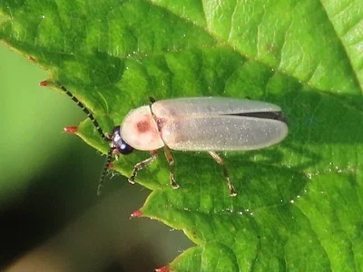 Photo of Photinus marginellus taken at Hillcrest Wildlife Management Area