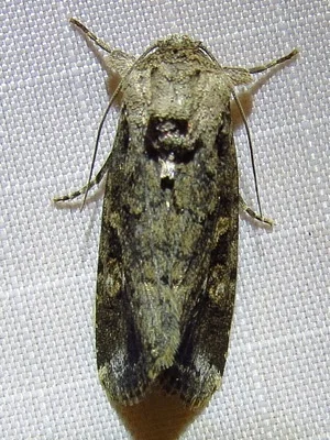 Photo of Fall Armyworm (Spodoptera frugiperda) taken at Kechi