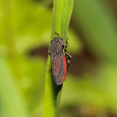 Photo of Striped Leafhopper (Cuerna striata) taken at Sentinel Rock State Park