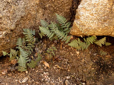 Photo of Myriopteris lindheimeri taken at Llano County
