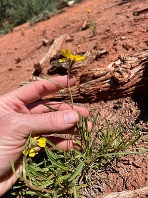 Photo of Tetraneuris ivesiana taken at Rosa Mesa Wildlife Area
