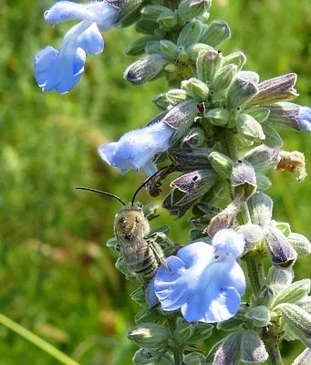 Photo of Tetraloniella cressoniana taken at Ashe Lake Recreation Area