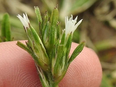 Photo of Pseudelephantopus spicatus taken at Big Corkscrew Island Regional Park