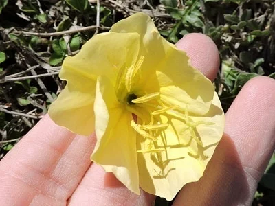 Photo of Sessile Evening-Primrose (Oenothera triloba) taken at Robert Lee