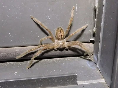 Photo of Olios giganteus taken at Moses Wilderness Study Area