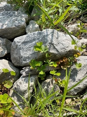 Photo of European Waterclover (Marsilea quadrifolia) taken at Kickapoo State Recreation Area