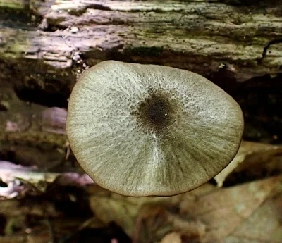 Photo of Entoloma fuscosquamosum taken at Hell Hollow Wilderness Area