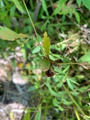 Photo of Diastrophus potentillae taken at Quarry Park And Nature Reserve