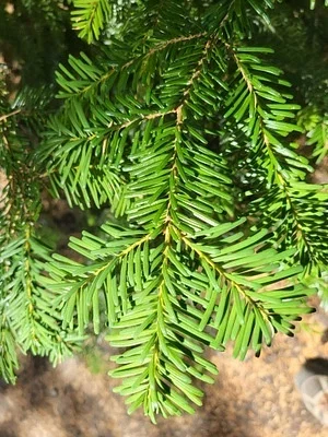Photo of Lovley Fir (Abies amabilis) taken at Whatcom County