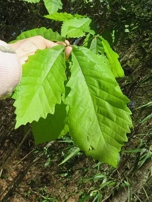 Photo of Cow Oak (Quercus michauxii) taken at Providence