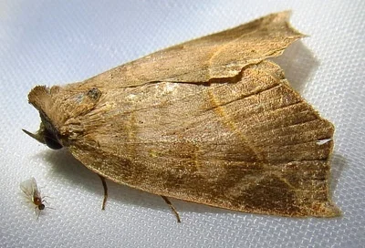 Photo of Isogona tenuis taken at Talty