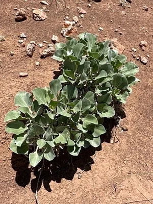 Photo of Enceliopsis nudicaulis taken at Riordans Well Wilderness Study Area