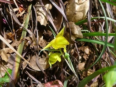Photo of Calochortus amabilis taken at Cedar Roughs Wilderness