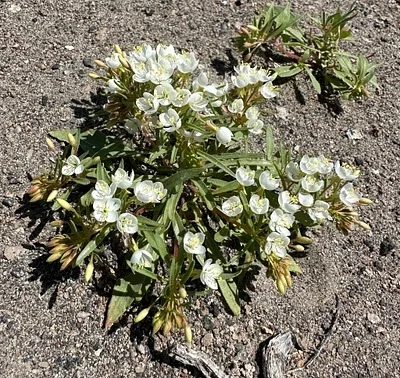 Photo of Nevada Suncup (Eremothera nevadensis) taken at Lyon County