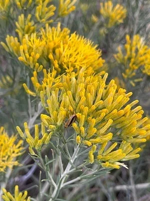 Photo of Trirhabda nitidicollis taken at Boyd Lake State Park