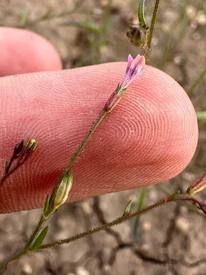 Photo of Navarretia sinistra taken at North Fork Wilderness Study Area