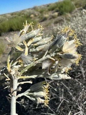 Photo of Dune Horsebrush (Tetradymia tetrameres) taken at Churchill County