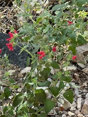 Photo of Stachys coccinea taken at Cowboy Spring Wilderness Study Area