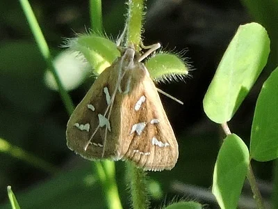 Photo of Diastictis fracturalis taken at Witt