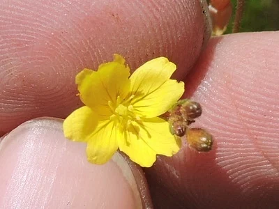 Photo of Oenothera linifolia taken at Steelville
