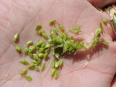Photo of Cherokee Sedge (Carex cherokeensis) taken at Pleasant Hill