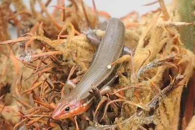 Photo of Broadhead Skink (Plestiodon laticeps) taken at Pruitt