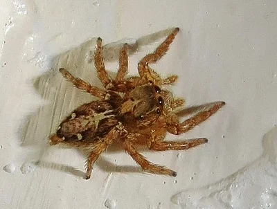 Photo of Pantropical Jumper (Plexippus paykulli) taken at Freer